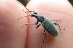 ケブカトゲアシヒゲボソゾウムシ