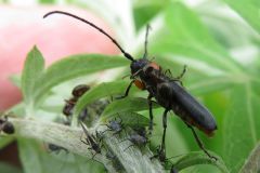 キクスイカミキリ