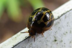 ニセクロホシテントウゴミムシダマシ