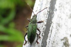 ヒラズネヒゲボソゾウムシ