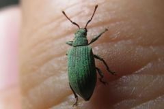 クチブトヒゲボソゾウムシ