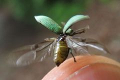 クチブトヒゲボソゾウムシ
