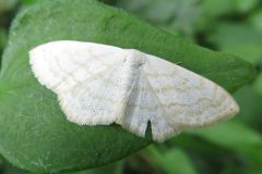 クロテンシロヒメシャク