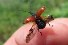 アシナガオトシブミ