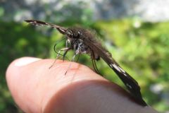 ダイミョウセセリ