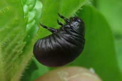 ハッカハムシの幼虫