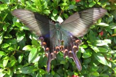 カラスアゲハ