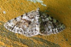 セブトエダシャク