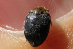 カマキリタマゴカツオブシムシ
