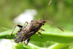 ケブカヒメヘリカメムシ