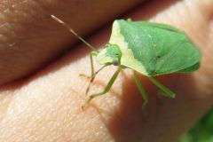 ミナミアオカメムシ