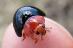 ムネアカオオクロテントウ