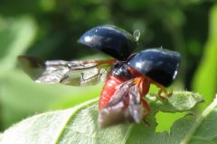 ムネアカオオクロテントウ
