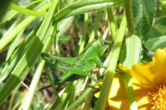 ヤブキリの幼虫