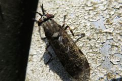 アカバネゴマフアブ