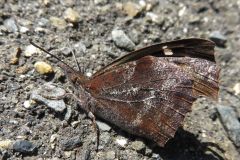 テングチョウ