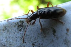 フジナガハムシダマシ