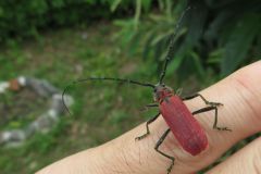 ベニカミキリ