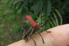 ベニカミキリ