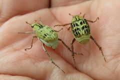 ヒメアシナガコガネ