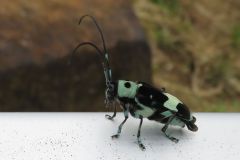 ラミーカミキリ