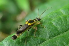 キベリコバネジョウカイ