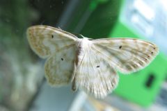 ウスキトガリヒメシャク