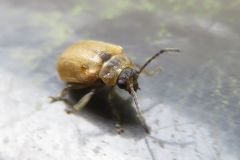 アカタデハムシ
