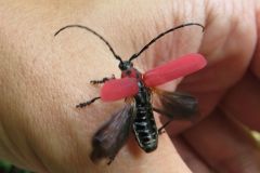 ベニカミキリ