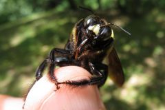 クマバチ