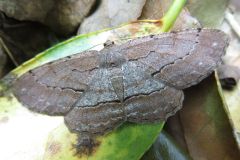 クロクモエダシャク