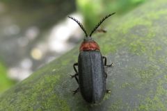 ムネクリイロボタル
