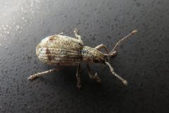 サカグチクチブトゾウムシ