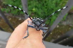 ゴマダラカミキリ