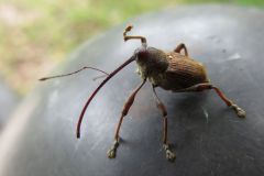 ツバキシギゾウムシ