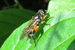 ハラアカハラナガハナアブ