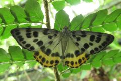 ヒョウモンエダシャク