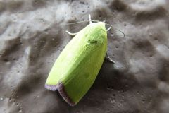 アカマエアオリンガ