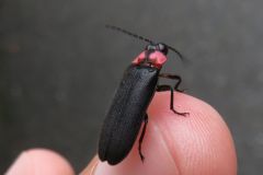 ゲンジボタル