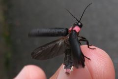 ゲンジボタル