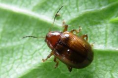 ムネアカキバネサルハムシ