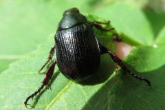 セマダラコガネ