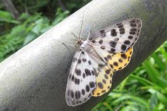 ヒョウモンエダシャク