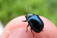 アオバネサルハムシ