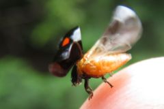ヒメアカホシテントウ