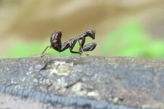 ヒメカマキリの幼虫