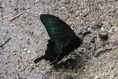 カラスアゲハ