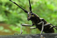キボシカミキリ
