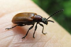 キイロクビナガハムシ