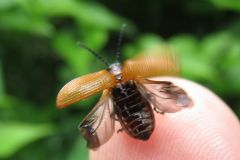 キイロクビナガハムシ